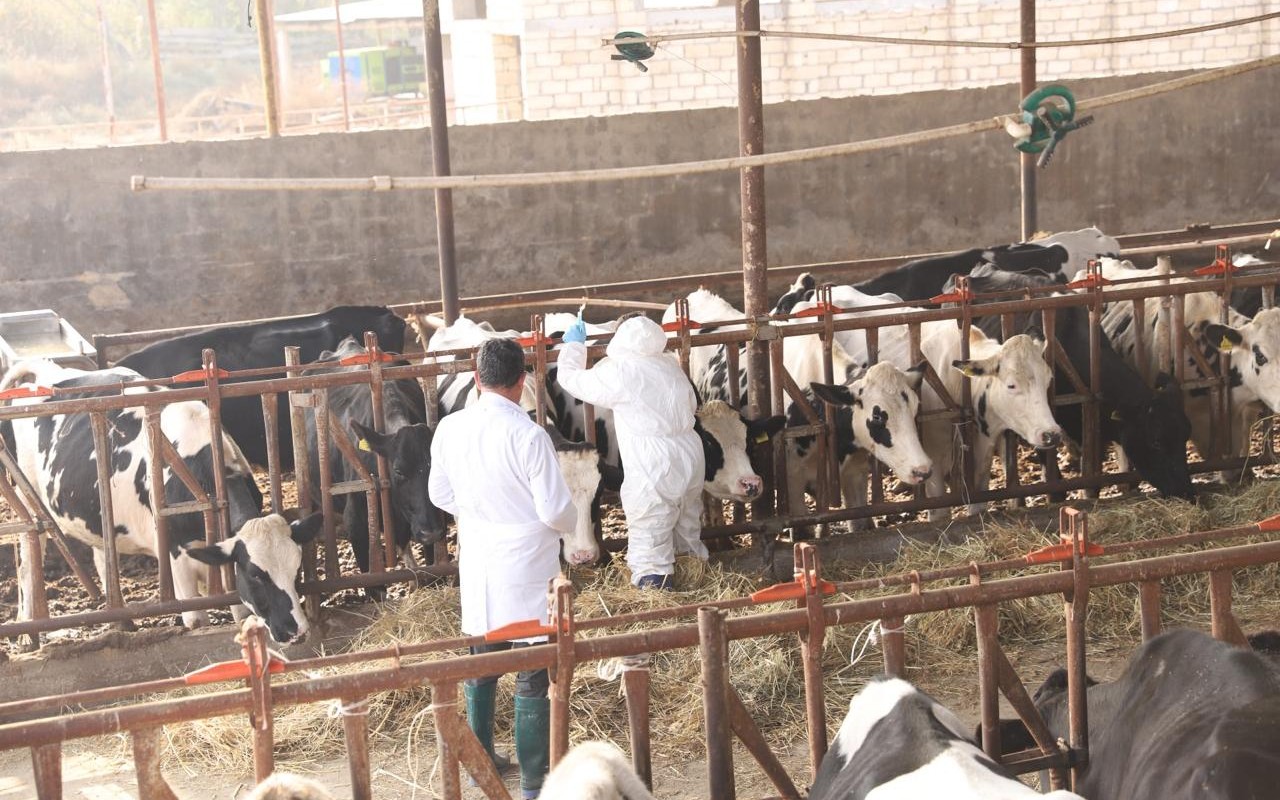 Dabaq xəstəliyinin SAT-1 serotipi üzrə peyvəndləmə işlərinə başlanılıb