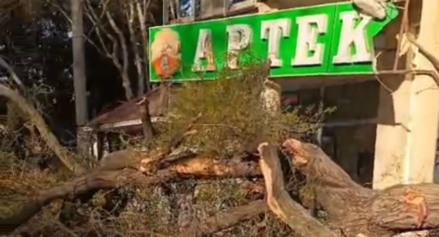 Mingəçevirdə ağac aşdı: Aptekə və avtomobilə ziyan dəydi