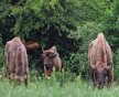 “Ölkə ərazisində nəsli kəsilməkdə olan zubrların sayı ildən-ilə artır” - FOTO+ÖZƏL