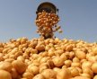 Kartofda qıtlıq təhlükəsi: İstehsal tələbatı ödəmir, qiymət bahalaşr