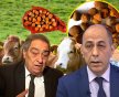 Qızıl qiymətinə satılan inəyin öd daşı iki həkimi üz-üzə qoydu: “Bu cəfəngiyyatdır, bizim millət falçıya da inanır” - FOTO+ÖZƏL