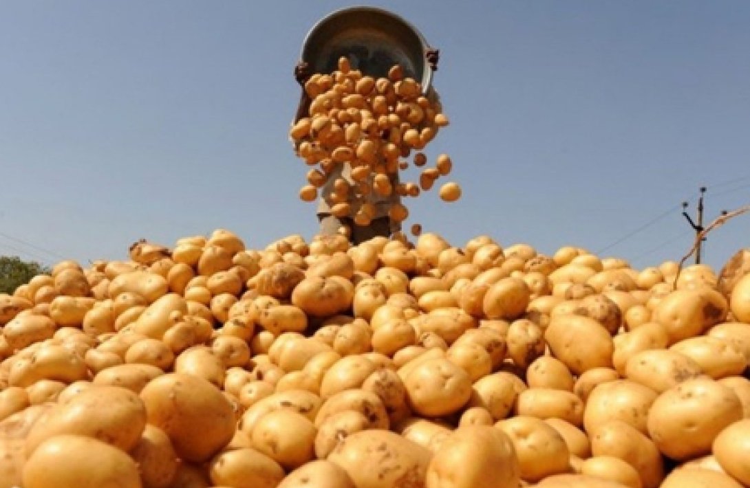 Kartofda qıtlıq təhlükəsi: İstehsal tələbatı ödəmir, qiymət bahalaşr