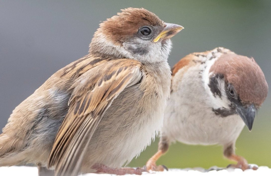 “Sərçələr o vaxt Bakı şəhərində çoxala bilər ki, qarğalar...”-FOTO+ÖZƏL