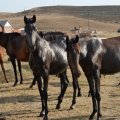 At almağa getmişdi, 15 yaşlı qızı qaçırdı