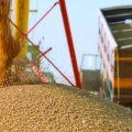 Чистая прибыль азербайджанского зернового предприятия снизилась почти в 2 раза