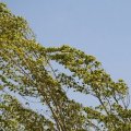 В Баку усилился ветер