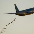 В России самолет столкнулся с птицей во время взлета