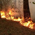 В Гызылагачском заповеднике вспыхнул пожар