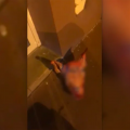 Fransa donuz məsələsində Rusiyadan şübhələnir