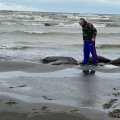 В Хачмазе на побережье Каспия обнаружены трупы тюленей