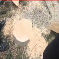 Mingəçevirdə ağacların kəsilməsi faktı araşdırılır - FOTO