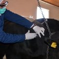 Dabaq xəstəliyi haqqında QORXUNC FAKTLAR - Əgər insanlara da keçərsə...