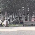 “Bakubus” avtobusu bulvara girdi - VİDEO