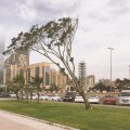 Синоптики предупредили о сильном ветре в Баку