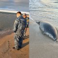 В Казахстане на берегу Каспийского моря экологи нашли 112 погибших тюленей