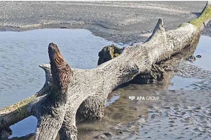 Xəzər geri çəkildi, su altından meşə çıxdı - FOTO
