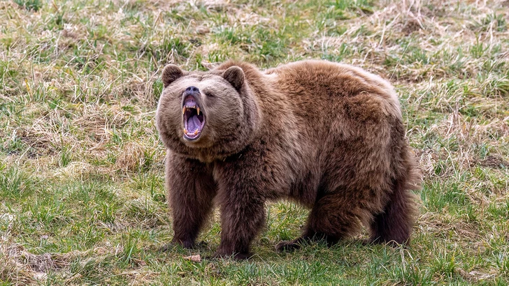 В Кельбаджаре медведь напал на хозяйство и растерзал двух животных