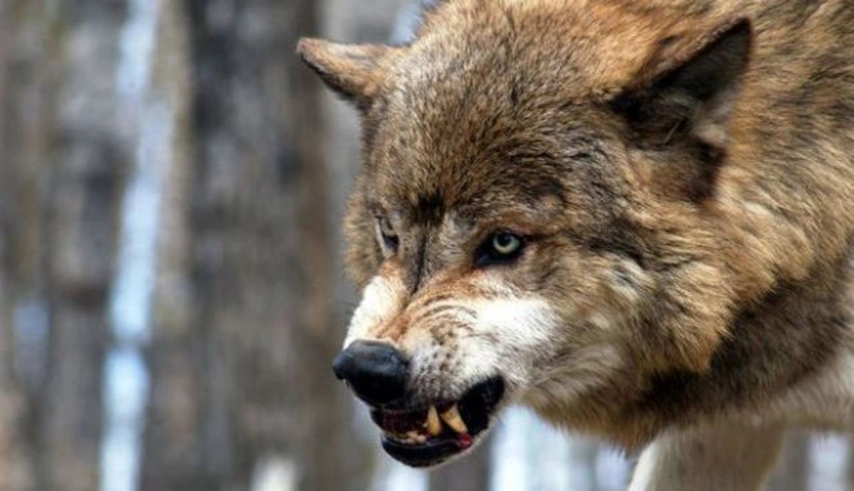 Ucarda canavarlar kəndə hücum ediblər