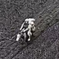 Украинские дроны поразили российских военных на лошадях-ВИДЕО