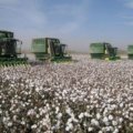 В Азербайджане в этом году собрано более 360 тыс. тонн хлопка