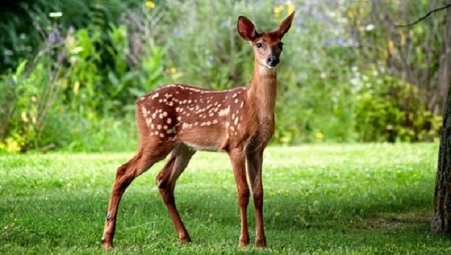 Леса и заповедники Азербайджана: что изменилось за 14 лет природоохранной работы