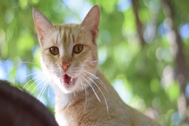 Pişiklərin təhlükə barədə xəbərdarlıq etdiyi 7 siqnal