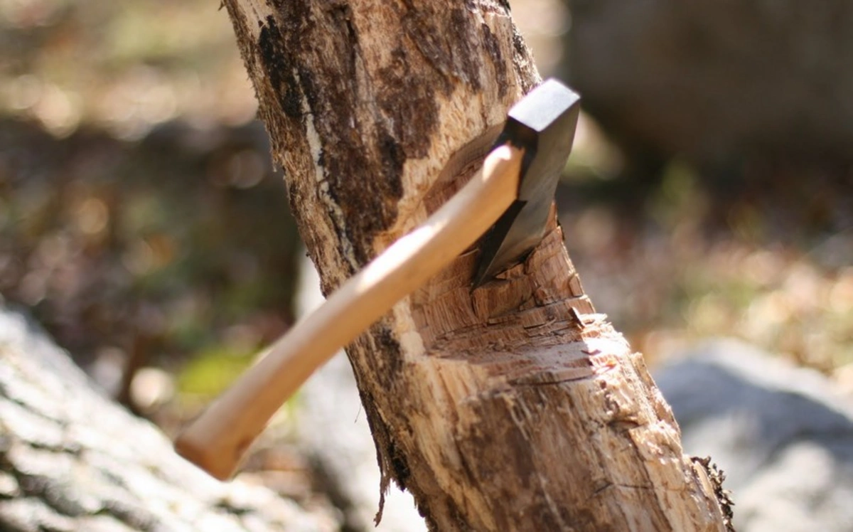 Xətaidə yaşıllıqlar məhv edilir: 