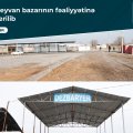 İmişlidə heyvan satışı bazarı açıldı - FOTOLAR