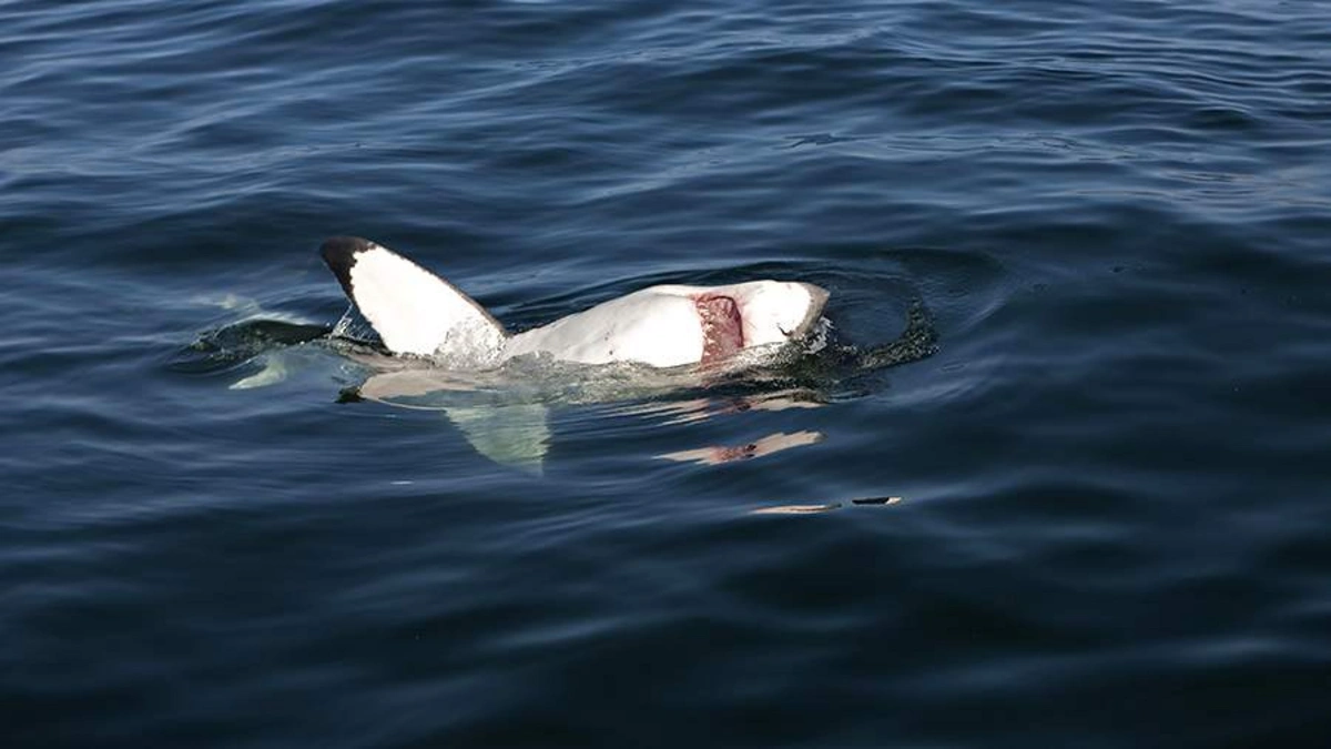 Австралия закрыла десятки пляжей в Сиднее после нападений акул