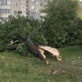 В Баку сильный ветер повалил 19 деревьев