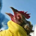 В Азербайджане не выявлены случаи птичьего гриппа и болезни Ньюкасла