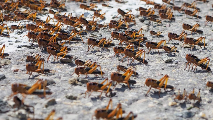 Аномальное тепло пробудило саранчу: вредители распространяются в регионах Азербайджана