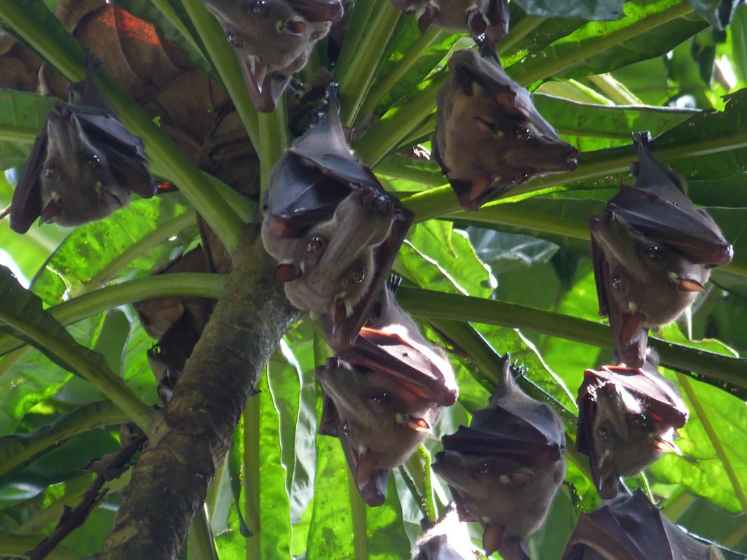 İndoneziyada yarasalarda Nipah virusuna qarşı antitellər aşkarlanıb