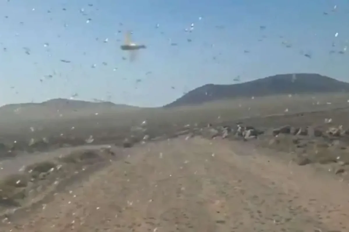Рой саранчи обрушился на Канарские острова-ВИДЕО