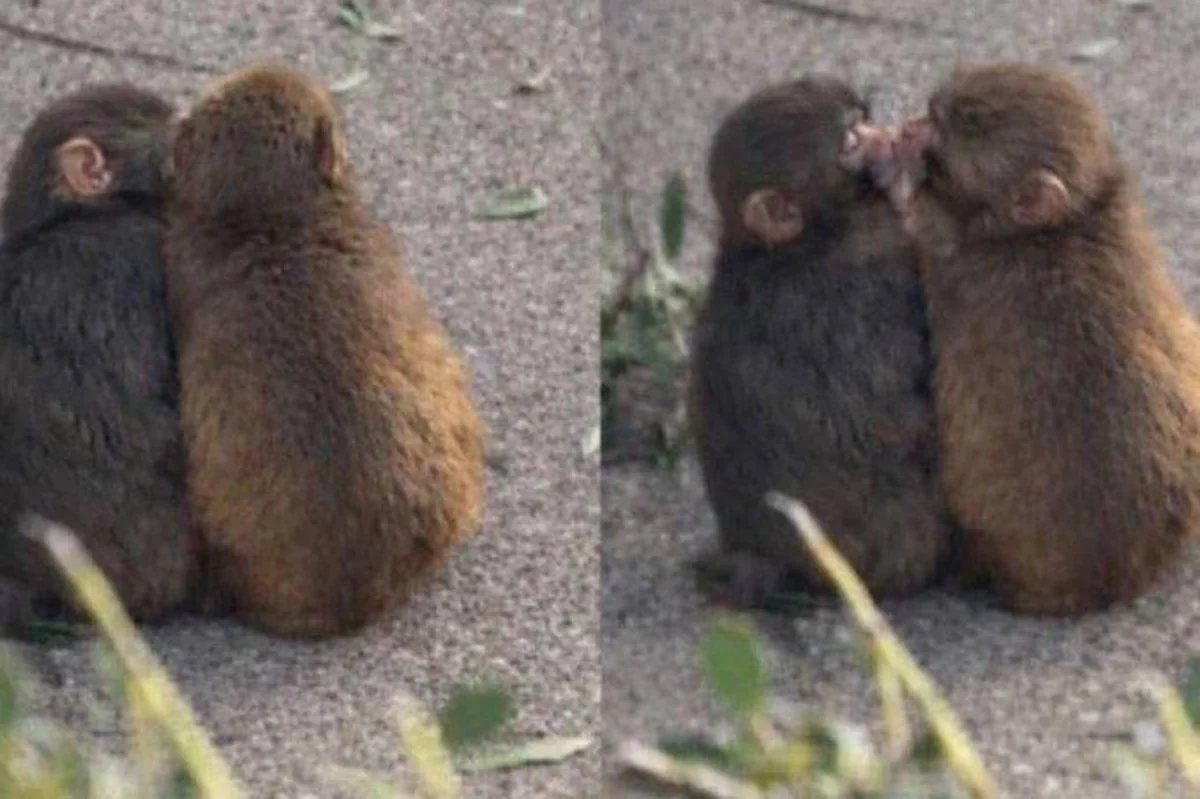 Yaponiyada yetim qalan 