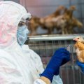 Quş qripi xəstəliyinə qarşı epizootoloji monitorinqin nəticələri açıqlandı