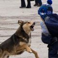 В Билясуваре бездомная собака покусала 10-летнего ребенка