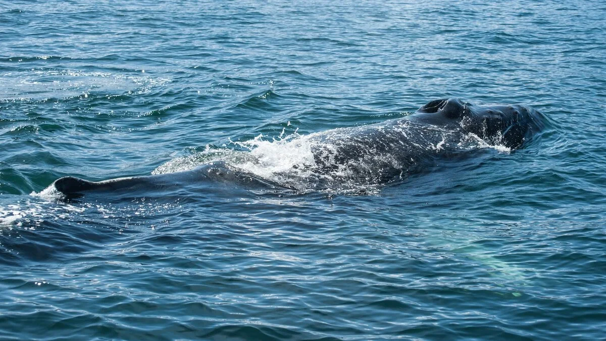 Умирающего в Германии кита поливают водой: о нем будут заботиться 