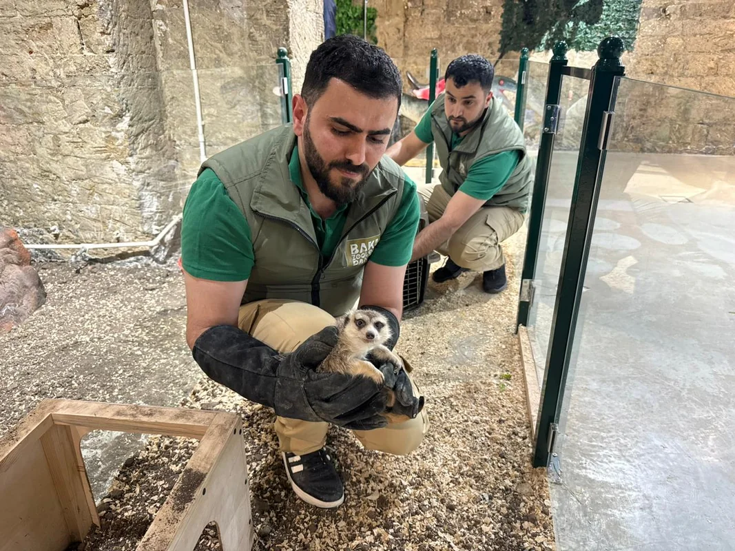 Qanunsuz saxlanılan vəhşi heyvanlar xilas ediliblər - FOTO