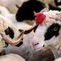 Qurbanlıq bazarında YENİ QAYDALAR qüvvəyə mindi