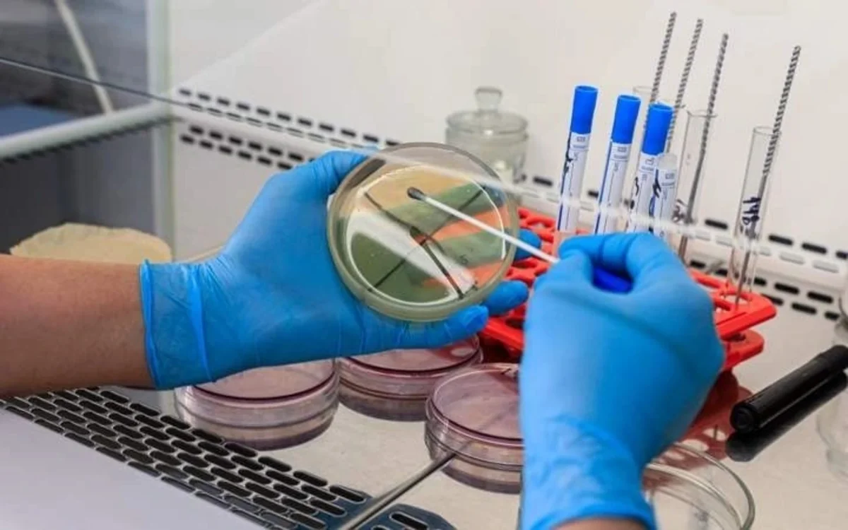 CAR və İsveçrədə hantavirus infeksiyası