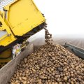 Азербайджанский картофель обанкротил российских аграриев