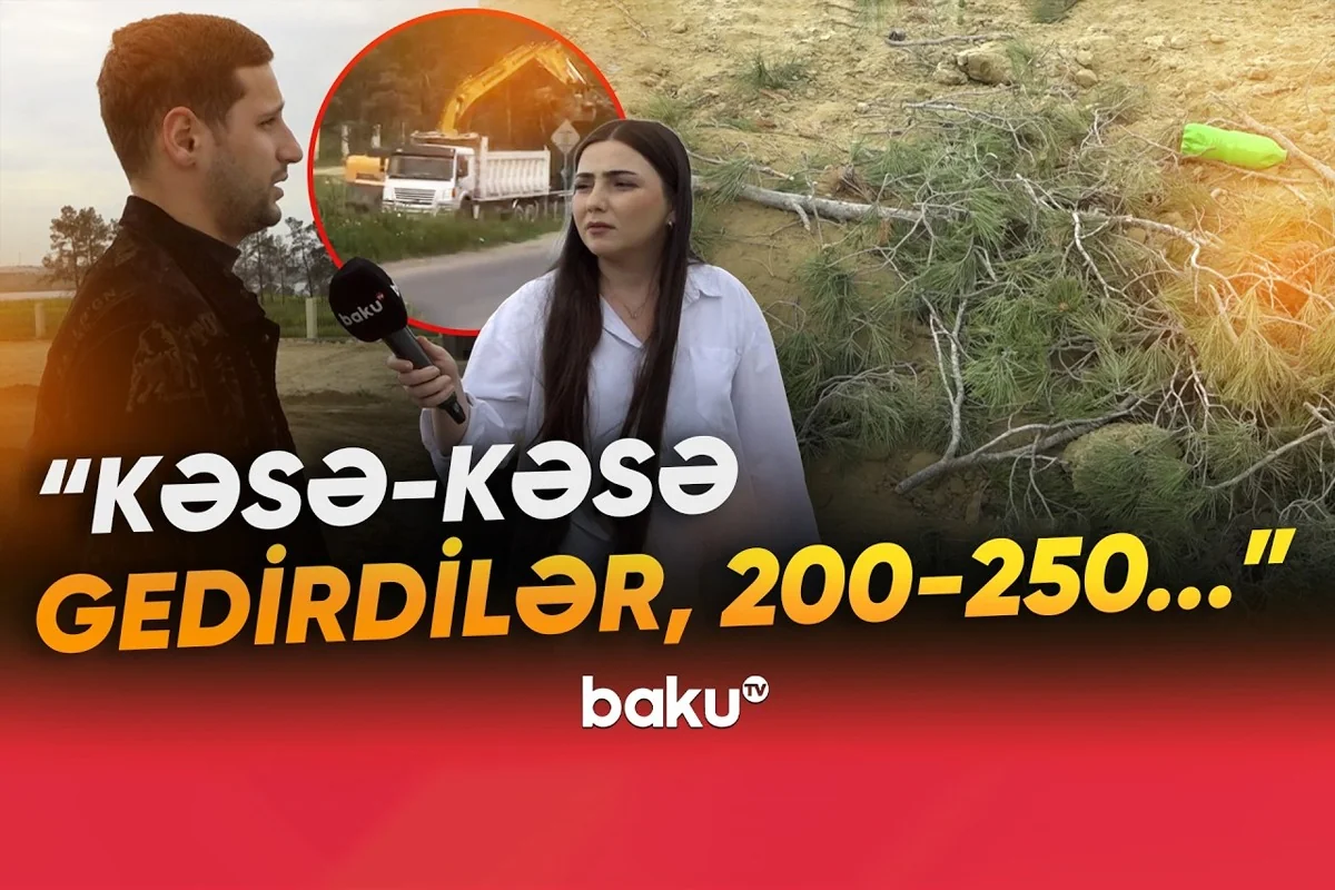 Xırdalanda ağacları kim və niyə kəsir? - VİDEO