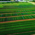 В Азербайджане рост аграрного сектора ускорился до 2%