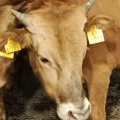 Импортированные из Грузии коровы оказались больными и были возвращены