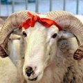 Qurbanlıq heyvanların satışı və kəsimi xidmətləri göstəriləcək ünvanların SİYAHISI