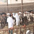 Azərbaycanda yenidən dabaq riski: Nazirlikdən RƏSMİ AÇIQLAMA