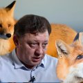 “Biz onların məskənini işğal etmişik, quduzluq yaya bilərlər” - Bakıda tülkülər niyə çoxalıb? - AÇIQLAMA+ÖZƏL