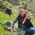 Kilosuı 37 manatdan 10 AZN-ə düşdü: Sübh tezdən dağdan yığılır - FOTO