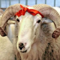 Qurban bayramı ilə bağlı fətva verildi